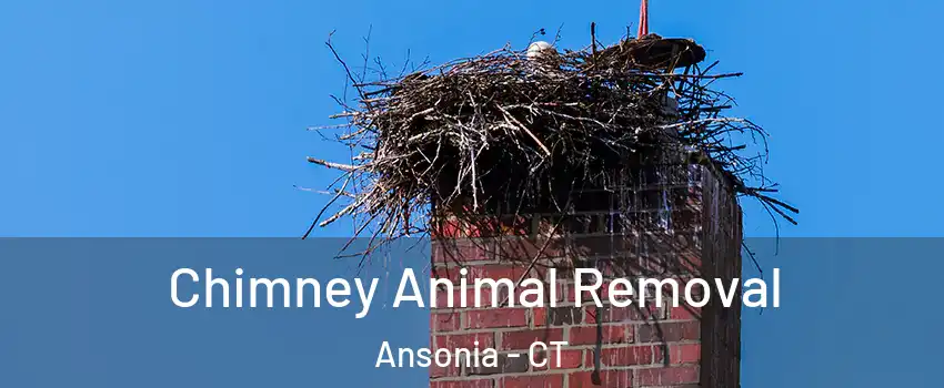  Chimney Animal Removal Ansonia - CT