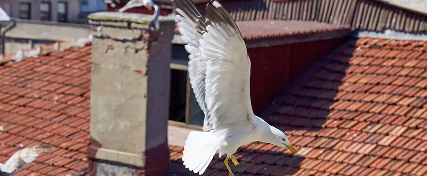 Residential Chimney Animal Removal Solution in Ansonia, CT