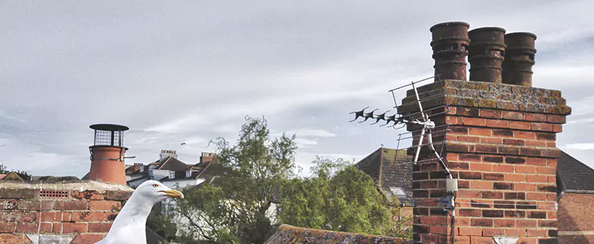 Chimney Cleaning And Restoration in Ansonia, Connecticut
